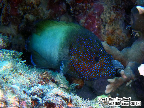 フレックルド グルーパー / Cephalopholis Microprion / Freckled Grouper