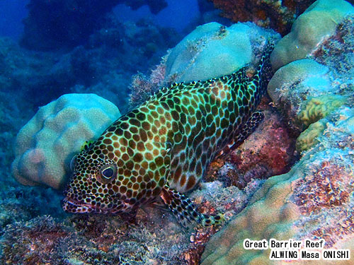 カンモンハタ / Epinephelus merra /Honeycomb rockcod 、 Honeycomb grouper