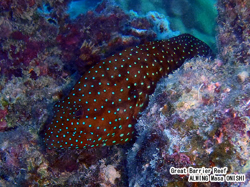 ユカタハタ / Cephalopholis miniata / Vermillion seabass 、 Blue-spot rock-cod 、 Coral grouper