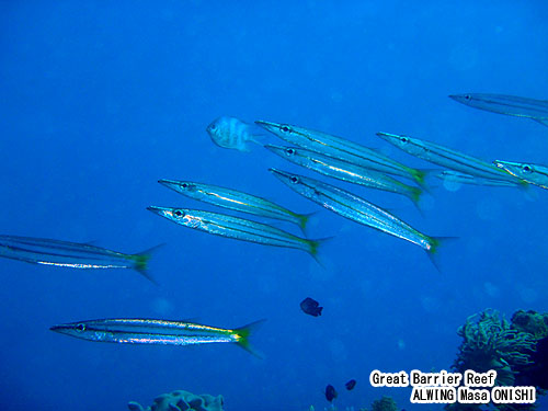 タイワンカマス / Sphyraena flavicauda / yellowtail barracuda
