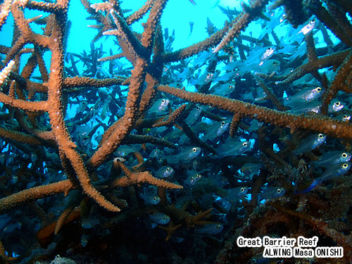 スカシテンジクダイ / Rhabdamia gracilis / Arrow cardinalfish 、Luminous cardinalfish 、Slender Cardinalfish