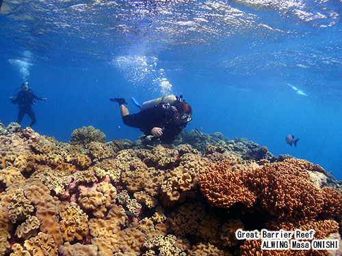 2014. Apr 1,2- alwing Blog ケアンズ 発(From Cairns ) グレートバリアリーフ トリップ 1泊2日 Great Barrier Reef 1night 2days ケアンズ & GBR天気(Weather) : 晴れ(Fine) 90% 気温(Air Temp): 24-30℃ 水温(U/W Temp): 28℃ 透明度(U/W Visibility):15〜25m 風速(