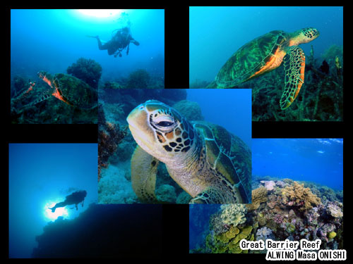 グレートバリアリーフ で PADI オープンウォターダイバー