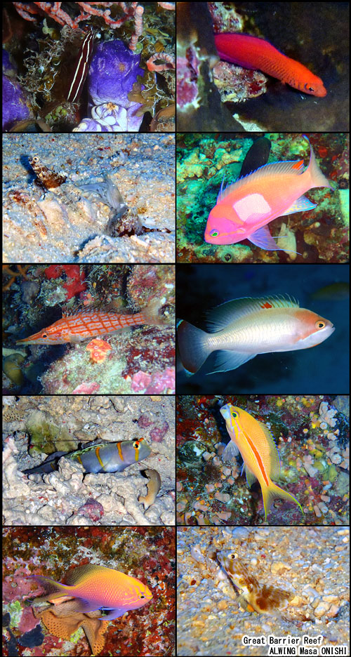 ribbon reef trip cairns グレートバリアリーフ ケアンズ ALWING