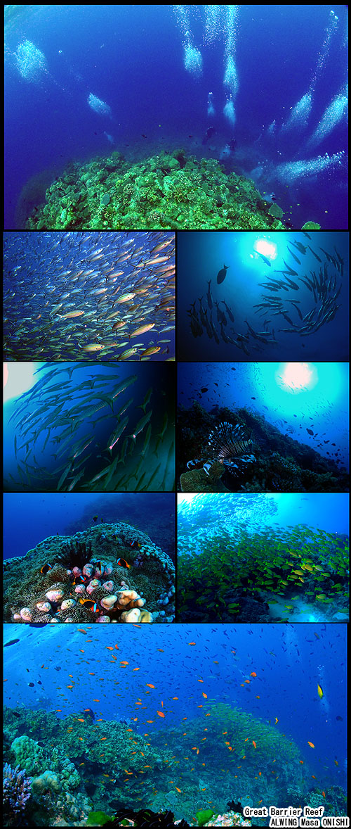 ribbon reef trip cairns グレートバリアリーフ ケアンズ ALWING