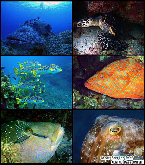ribbon reef trip cairns グレートバリアリーフ ケアンズ ALWING