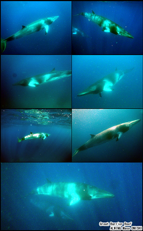 ribbon reef trip cairns グレートバリアリーフ ケアンズ ALWING