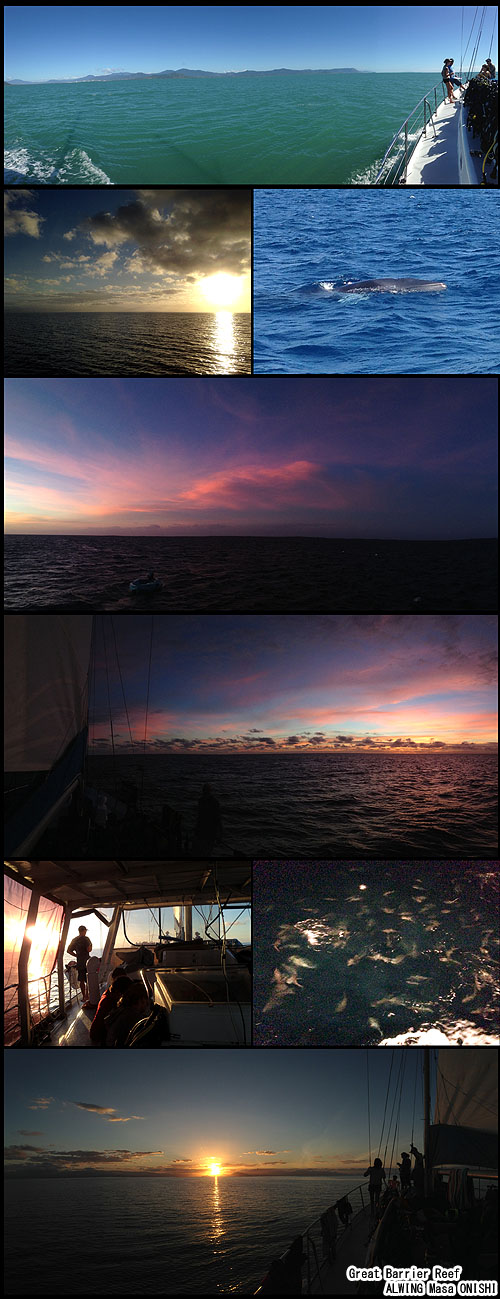 ribbon reef trip cairns グレートバリアリーフ ケアンズ ALWING