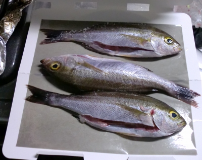 こんがり魚焼きパック