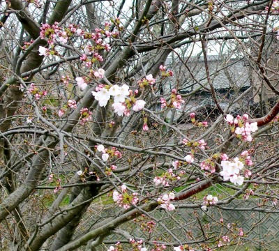 のんちゃん実家の北条の桜は