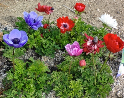 実家の花も色とりどり