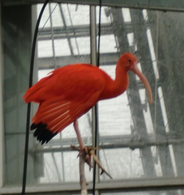 神戸花鳥園