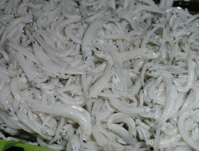 ユーストリームで応募したら「釜あげちりめん」当たりました
