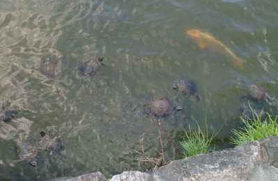 巾着うどんを食べた後は猿沢の池や奈良公園を散策へ!