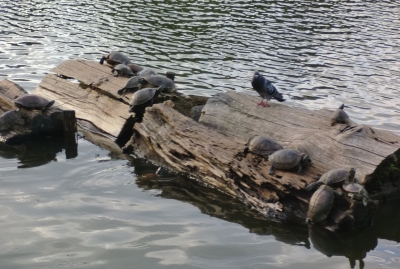 巾着うどんを食べた後は猿沢の池や奈良公園を散策へ!