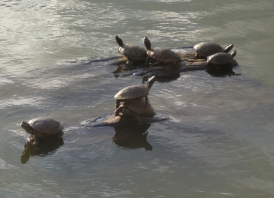 巾着うどんを食べた後は猿沢の池や奈良公園を散策へ!