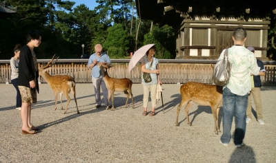 奈良公園には鹿さんです。