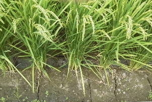 ひさしぶりに30分だけウォーキングしたけれど暑かった!