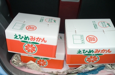 みかんが美味しい季節になりました!