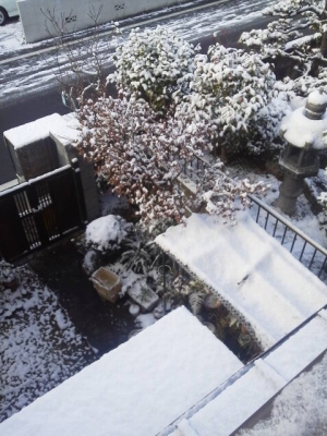 朝起きたら真っ白で雪が積もって耳鼻科へは遅れました