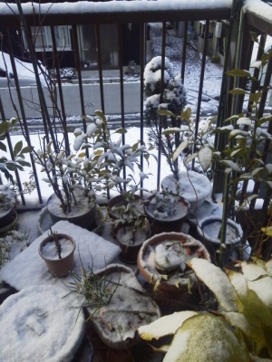 朝起きたら真っ白で雪が積もって耳鼻科へは遅れました