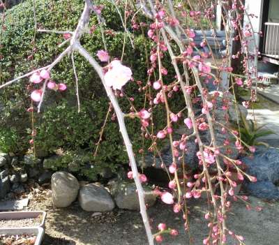 嫁さん実家の梅は、まだ、満開では無かったですね!