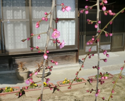 嫁さん実家の梅は、まだ、満開では無かったですね!