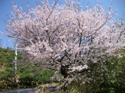 仕事が早めに終わったので嫁さん実家の桜を見に!