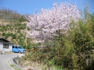 仕事が早めに終わったので嫁さん実家の桜を見に!