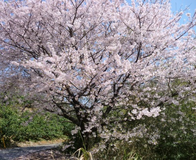 仕事が早めに終わったので嫁さん実家の桜を見に!