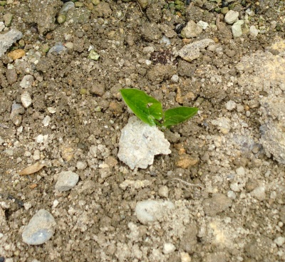 ナタマメを庭に植えてみました!