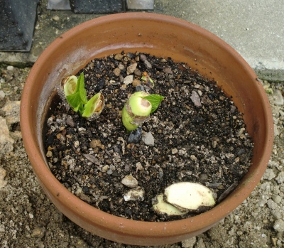 ナタマメを庭に植えてみました!