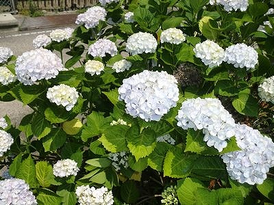 ひさしぶりのウォーキング疲れましたね!
