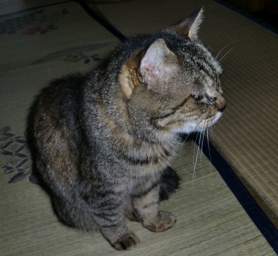 今回の枕崎の旅は親父のワンマンショーでした