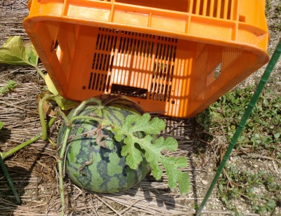 嫁さん実家の畑にひさしぶりに行きました