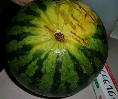 嫁さん実家の畑にひさしぶりに行きました