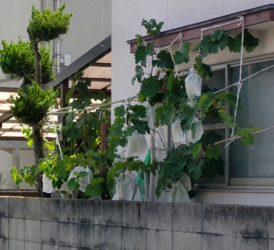 お宅で、ブドウ?スゴイね