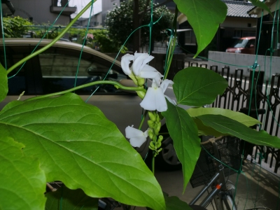 ナタマメ栽培記録