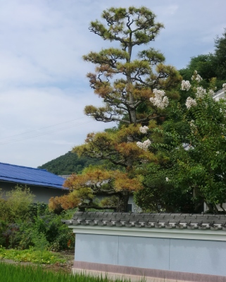 嫁さん実家に行くと庭の立派な松は悲惨な事に