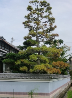 嫁さん実家に行くと庭の立派な松は悲惨な事に
