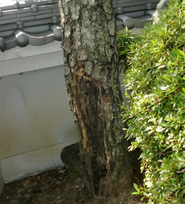 嫁さん実家に行くと庭の立派な松は悲惨な事に