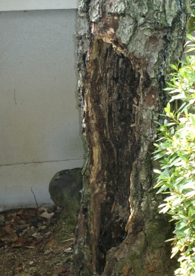 嫁さん実家に行くと庭の立派な松は悲惨な事に