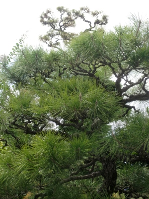 嫁さん実家に行くと庭の立派な松は悲惨な事に
