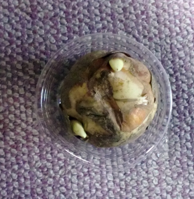 土が無くても花が咲く、おもしろい球根のコルチカム
