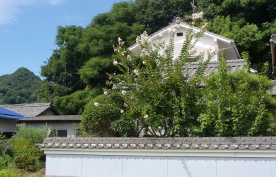 先月、見に行った松が無くなっていました