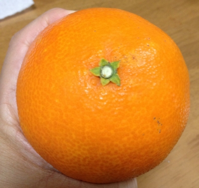 今年最初の「紅まどんな」食べました