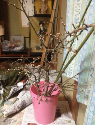 ご注文のお正月のお花を製作準備の為に仕入れに行きました