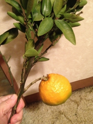 伊予柑のバイトが終わっていろいろな柑橘をいただきました
