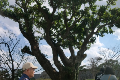 今帰仁城址(なきじんじょう)で今年最初の桜を見て感激