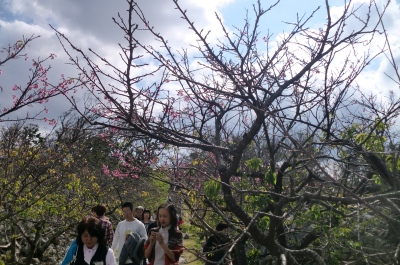 今帰仁城址(なきじんじょう)で今年最初の桜を見て感激